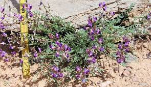 Attēlu rezultāti vaicājumam “Astragalus arenarius flower”