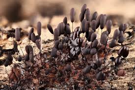 Attēlu rezultāti vaicājumam “Comatricha alta young”