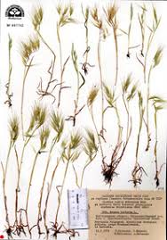 Attēlu rezultāti vaicājumam “Anisantha tectorum fruit”