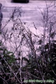 Attēlu rezultāti vaicājumam “Lonicera tatarica bud”