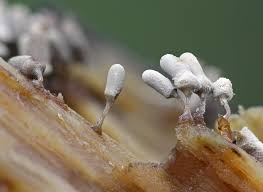 Attēlu rezultāti vaicājumam “Arcyria cinerea stalked”