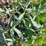 Attēlu rezultāti vaicājumam “Lactuca tatarica leaf”