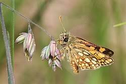 Attēlu rezultāti vaicājumam “Carterocephalus palaemon underside”