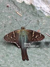 Attēlu rezultāti vaicājumam “Denisia similella”