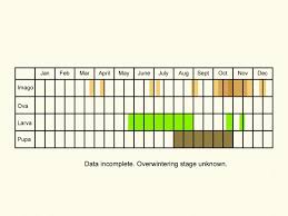 Attēlu rezultāti vaicājumam “Diurnea lipsiella male”