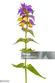 Attēlu rezultāti vaicājumam “Melampyrum nemorosum flower”