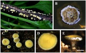Attēlu rezultāti vaicājumam “Lachnum corticale”