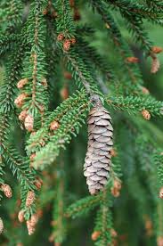 Attēlu rezultāti vaicājumam “Picea”