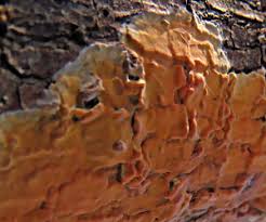 Attēlu rezultāti vaicājumam “Peniophora laurentii”