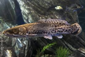 Image result for Lota lota