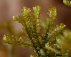 Attēlu rezultāti vaicājumam “Porella platyphylla macro”