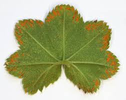 Attēlu rezultāti vaicājumam “Trachyspora intrusa”