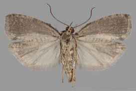 Attēlu rezultāti vaicājumam “Epinotia brunnichana”