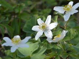 Image result for Buschwindröschen