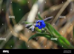Attēlu rezultāti vaicājumam “Pulmonaria angustifolia fruit”