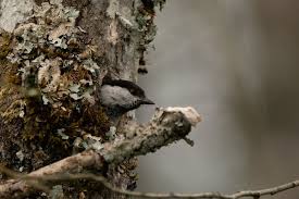 Attēlu rezultāti vaicājumam “Poecile montanus adult”