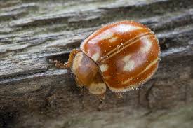 Attēlu rezultāti vaicājumam “Myzia oblongoguttata”