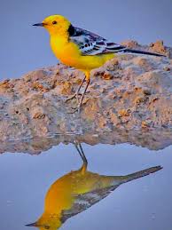 Attēlu rezultāti vaicājumam “Motacilla citreola male”