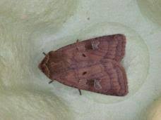 Attēlu rezultāti vaicājumam “Diarsia florida”