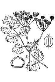 Image result for Pimpinella saxifraga