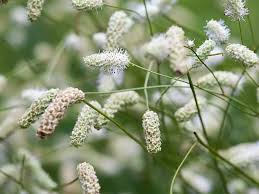 Attēlu rezultāti vaicājumam “Poterium sanguisorba flower”