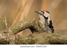 Attēlu rezultāti vaicājumam “Dendrocopos minor male”