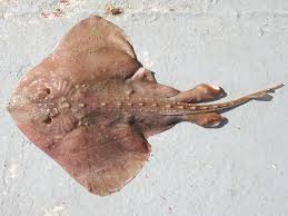 Image result for Amblyraja hyperborea