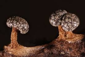 Attēlu rezultāti vaicājumam “Diderma tigrinum macro”