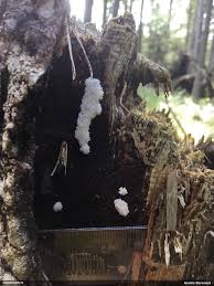 Attēlu rezultāti vaicājumam “Arcyria helvetica young”