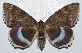 Attēlu rezultāti vaicājumam “Catocala fraxini”