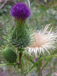 Attēlu rezultāti vaicājumam “Cirsium vulgare”