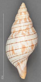 Image result for Cinctura hunteria