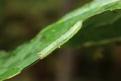 Attēlu rezultāti vaicājumam “Pristiphora maesta”