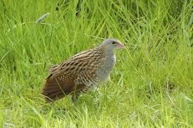 Attēlu rezultāti vaicājumam “Crex crex”