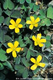 Attēlu rezultāti vaicājumam “Oxalis corniculata”
