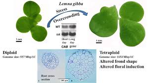 Attēlu rezultāti vaicājumam “Lemna gibba”