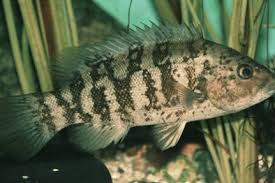 Image result for Leiostomus xanthurus