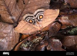 Attēlu rezultāti vaicājumam “Saturniidae”