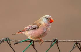 Image result for Bucanetes githagineus