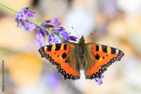 Attēlu rezultāti vaicājumam “Aglais urticae”