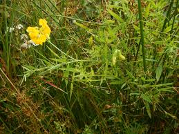 Attēlu rezultāti vaicājumam “Lathyrus pratensis leaf”