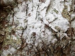 Attēlu rezultāti vaicājumam “Phlyctis agelaea”