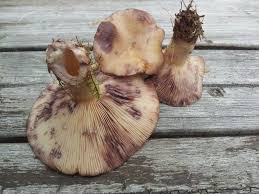 Attēlu rezultāti vaicājumam “Lactarius repraesentaneus”