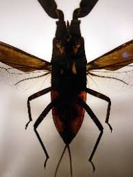 Attēlu rezultāti vaicājumam “Nepa cinerea imago”