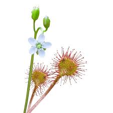 Attēlu rezultāti vaicājumam “Drosera rotundifolia leaf”
