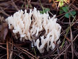 Attēlu rezultāti vaicājumam “Tremellodendropsis tuberosa”