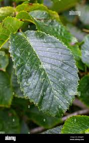 Attēlu rezultāti vaicājumam “Ulmus glabra leaf”
