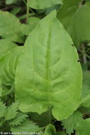 Attēlu rezultāti vaicājumam “Pulmonaria obscura”