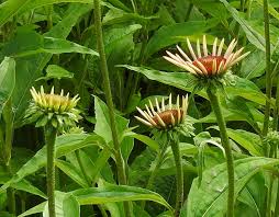 Attēlu rezultāti vaicājumam “xComagaria rosea  flower”
