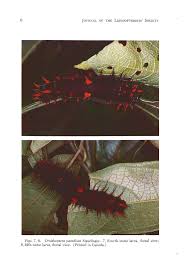 Attēlu rezultāti vaicājumam “Epirranthis diversata imago”